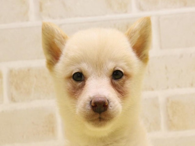 神奈川県の柴犬(標準サイズ) (ペッツワン相模原愛川インター店/2024年3月31日生まれ/男の子/白)の子犬